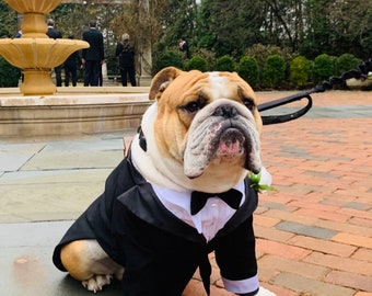 Otro perro guapo en su esmoquin, uno de los mejores hombres en su día especial para humanos