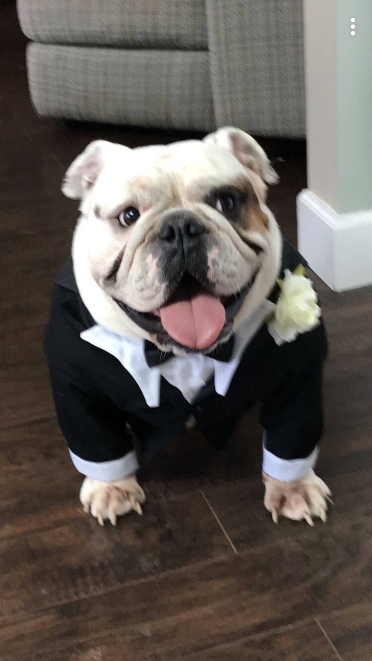 Bulldog Tuxedo Pattern Print Dress