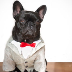 Dog Tuxedo: Here is Fio or better known as FIFI in his custm Pee Wee Herman Tuxedo image 1