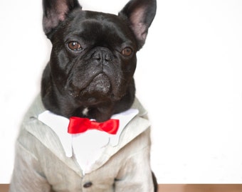 Dog Tuxedo: Here is Fio or better known as FIFI in his custm Pee Wee Herman Tuxedo