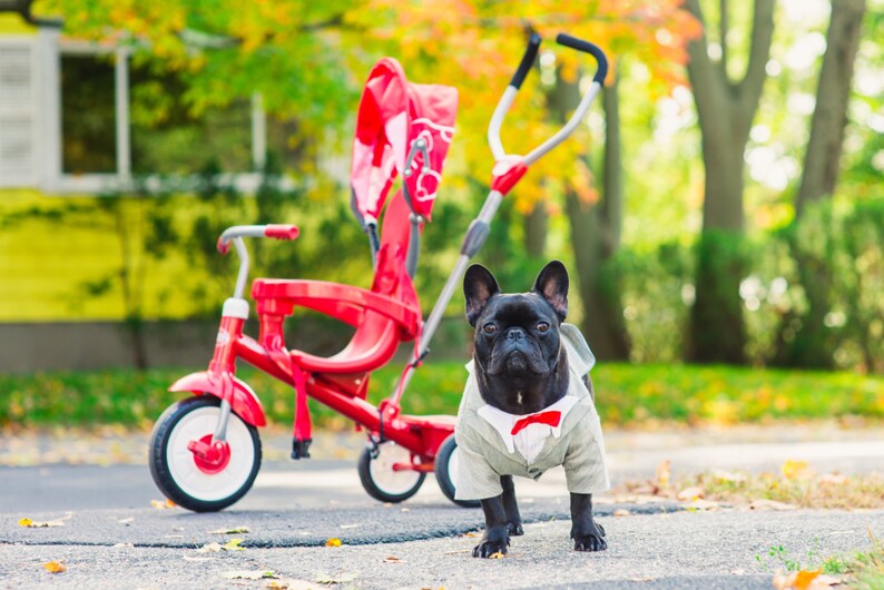 Dog Tuxedo: Here is Fio or better known as FIFI in his custm Pee Wee Herman Tuxedo image 4