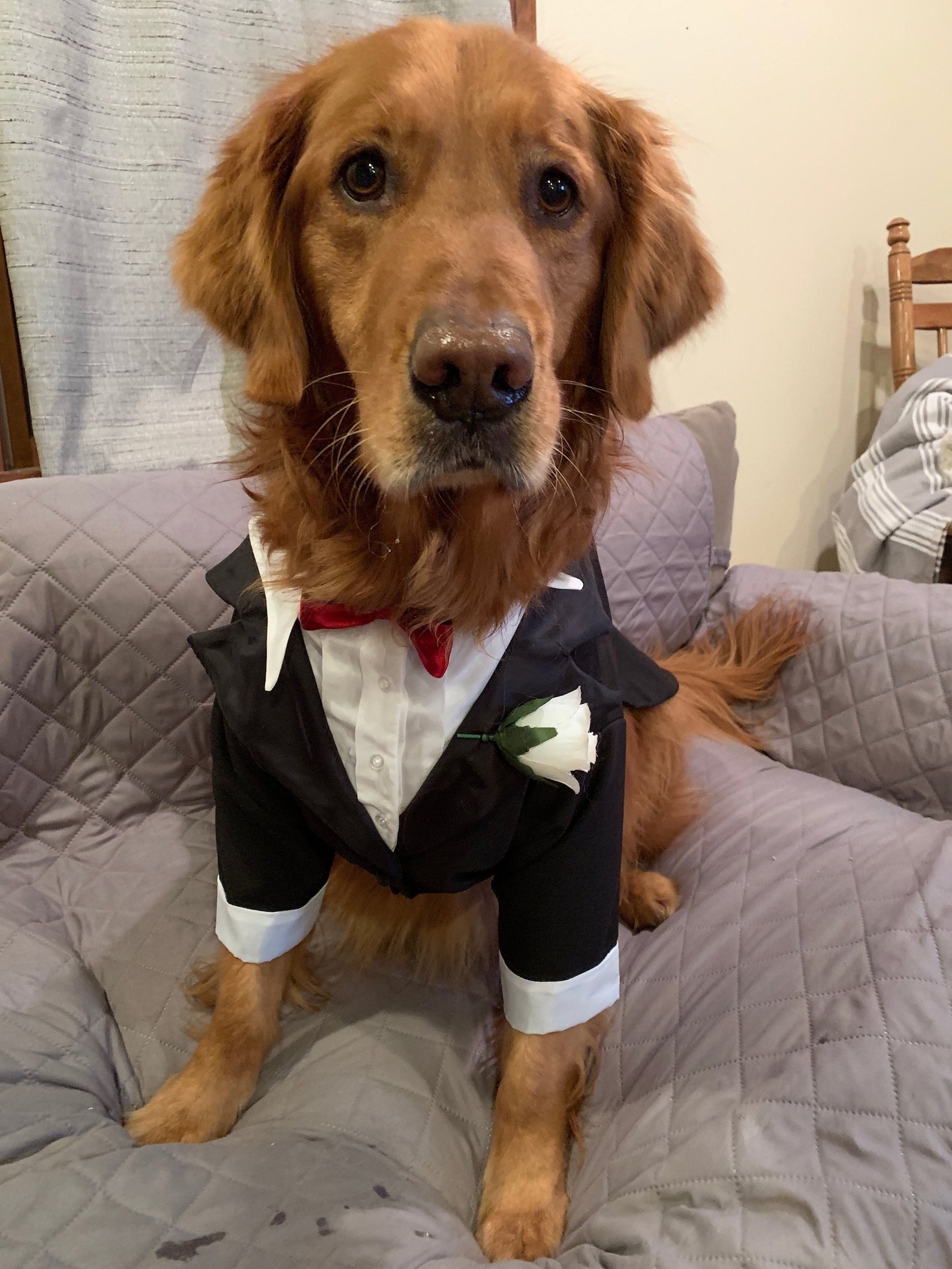 Dog Tuxedos All Sizes Made to Measure and Fully Lined Etsy