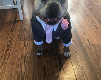 Your best friend in his special Tuxedo:  ready for your special day this is Eddie waiting for his mummy's special day