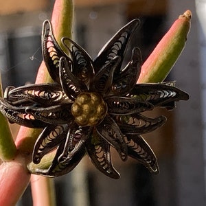 Antique Silver filigree flower brooch with C clasp, likely Italian souvenir