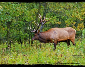 Autumn Wanderings