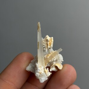 以下が含まれることがあります： 半透明で淡い黄色の針状の結晶が、白く繊維質で質感のある結晶質の塊から突き出ている未加工の鉱物標本。基部全体に繊細な黄金色のハイライトが見られる。