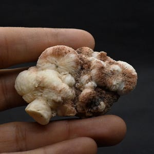 以下が含まれることがあります： 手に持たれた鉱物標本のクローズアップ。鉱物は、赤褐色のアクセントが付いた、オフホワイトの球状の形成物のクラスターを特徴としています。背景は無地の黒です。