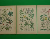 Old botanical prints set of three 3 matching original vintage flower print illustrations antique flowers illustration Hand-colored 8x11"