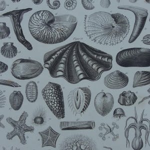 May include: A black and white illustration of various sea creatures, including shells, starfish, sea urchins, and squid. The illustration is from a vintage book and features detailed drawings of each creature.