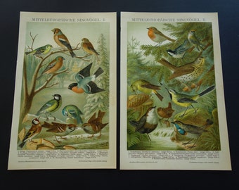 Vintage bird prints | Etsy