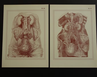 Anatomie en de vrouwelijke erotiek les
