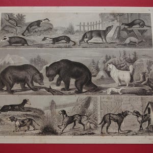 DOGS old print 1849 original antique poster of dog bear vintage illustration pictures hound greyhound dachshund brown black bears ferret