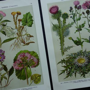 Antique Botany prints Original 110+ years old matching print set Thistles  Flower illustration vintage botanical decor