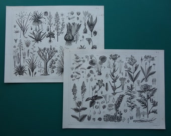 Vintage BOTANICAL prints antique floral print set of 2 two Original 175+ years old pictures of plants and flowers flower illustration print