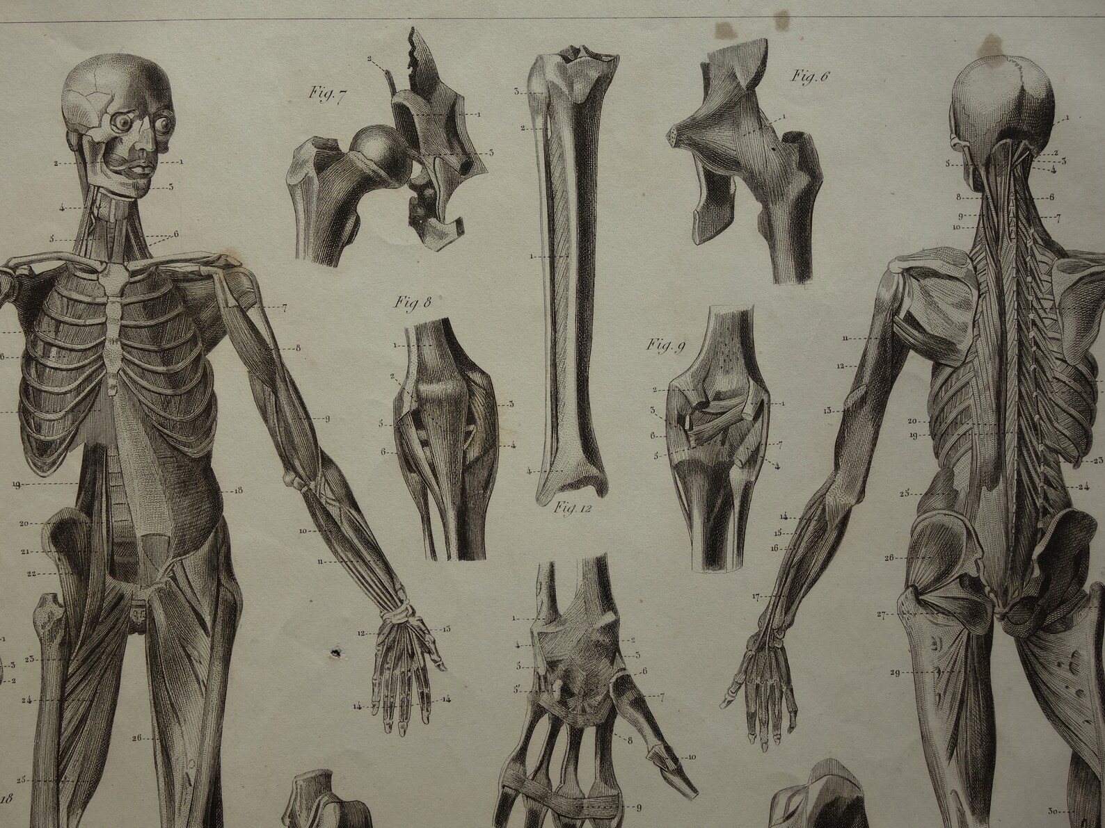 1849 Antique Anatomy Print SKELETON Original Old Anatomical - Etsy