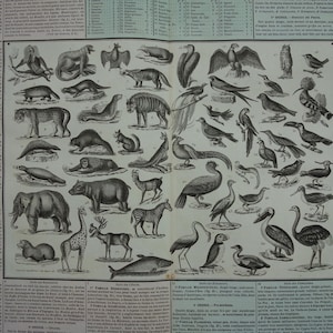 Alter Tierdruck über Vögel und Säugetiere 1837 große alte Illustration Säuger Vogel Vintage Prints