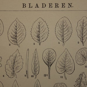 alte BOTANIK Druck 1906 antik holländische Illustration Blätter Blatt Formen Struktur Pflanzen Bilder Biologie vintage 16x25 6x10"