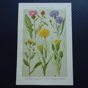 Grabado botánico antiguo de flores. Hermosos grabados florales litográficos antiguos con imágenes de aciano, centaurea, salsifí negro, vintage.
