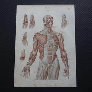 May include: Anatomy print depicting the human muscular system. The illustration shows a detailed view of the muscles in the torso, arms, and legs, with additional diagrams of the hands and feet. The print is in shades of red and beige.