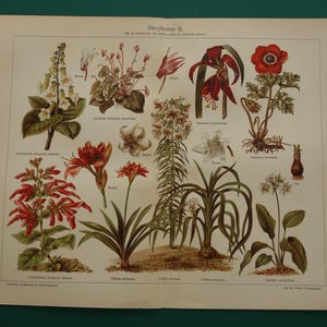 FLORES impresión antigua con imágenes de la planta de lirio de rayos dorados 1930 impresión de flora holandesa botánica amapola anémona