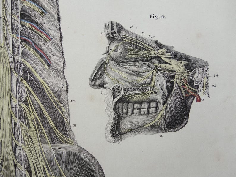 Old Anatomy Print Nerves in Head Spinal Cord 1871 Original Antique ...