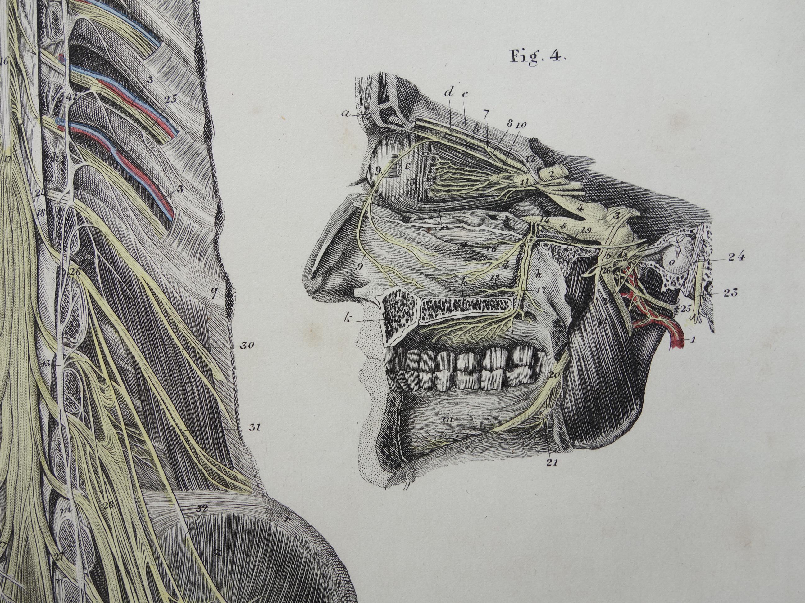 Old Anatomy Print Nerves in Head Spinal Cord 1871 Original Antique ...
