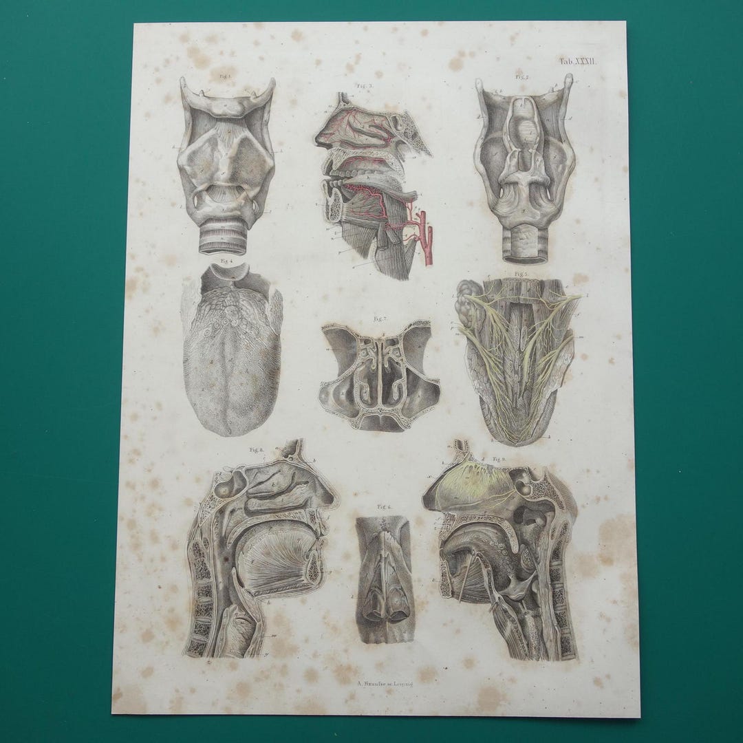 Antique Anatomy Plate 1871 Original Old Hand-color Print of Tongue Nose ...
