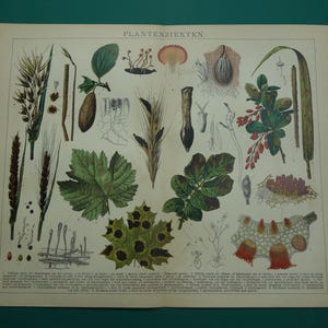 PFLANZEN KRANKHEITEN alter botanischer Druck von Pflanzen Krankheiten 1910 original niederländische Botanik Bilder über Krankheiten Blumen Vintage Plakat