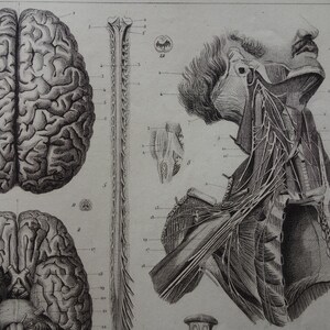 BRAIN Old Print 1849 Antique Anatomy Poster Vintage Pictures of Nervous ...