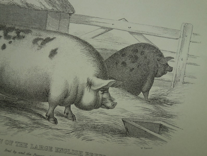 PIGS old print about Romney Marsh Breed Ewe 1875 antique fauna pictures of sheep wool and pig sow English farm animals illustration 8x11/'/'