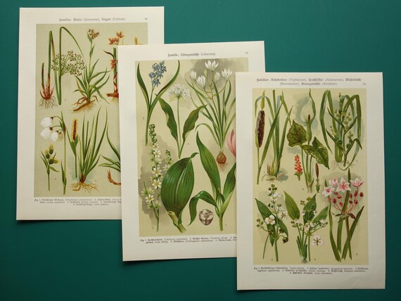 Old botanical prints set of three 3 matching original 1911 vintage floral pictures flower print flowers affiche botanique 20x29c 8x11"