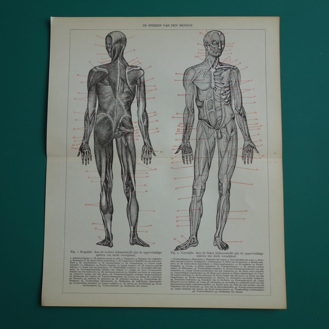 MUSCLES Old Anatomy Print 1938 Original Vintage Illustration of Human ...