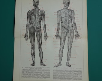 MUSCLES old anatomy print 1938 original vintage illustration of human body skeleton muscle front & rear illustration prints