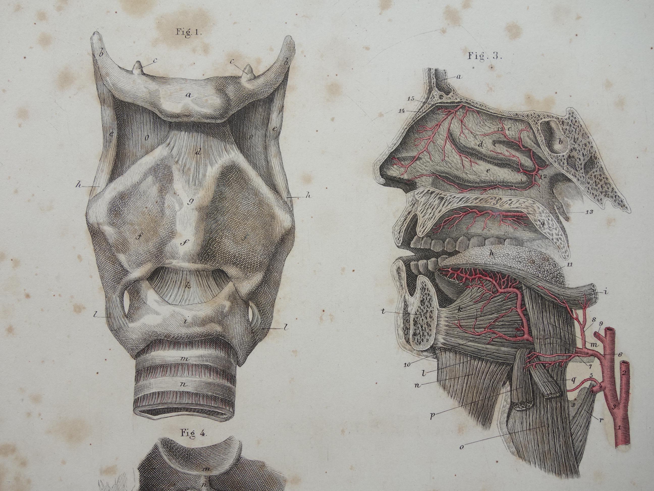 Antique Anatomy Plate 1871 Original Old Hand-color Print of Tongue Nose ...