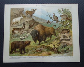 NEARCTIC ANIMALS Old fauna print 1929 vintage Dutch prints nearctic realm animal