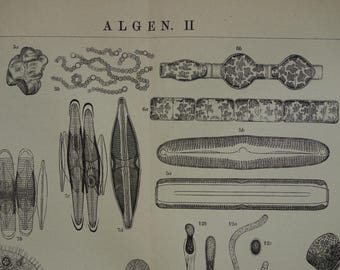 Old pictures seaweed algae 1914 antique Dutch flora print of botany plate with flowers plants b/w vintage prints