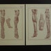 LEG FOOT Anatomy print set of old Veins Arteries in Legs Feet illustration/pictures 2 two (re)prints of antique anatomical poster vintage 
