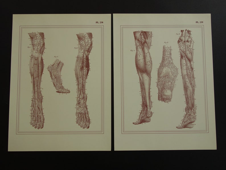 LEG FOOT Anatomy print set of old Veins Arteries in Legs Feet illustration/pictures 2 two (re)prints of antique anatomical poster vintage 