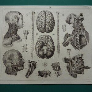 BRAIN Old Print 1849 Antique Anatomy Poster Vintage Pictures of Nervous ...
