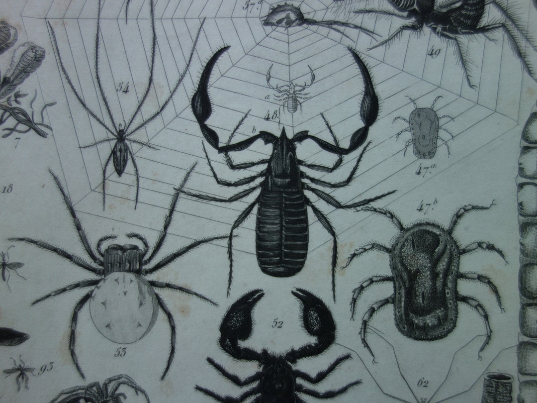 Insect Inprints 175+ Years Old Insect Print of Spiders Flies Worms Antique Pictures Fly ...