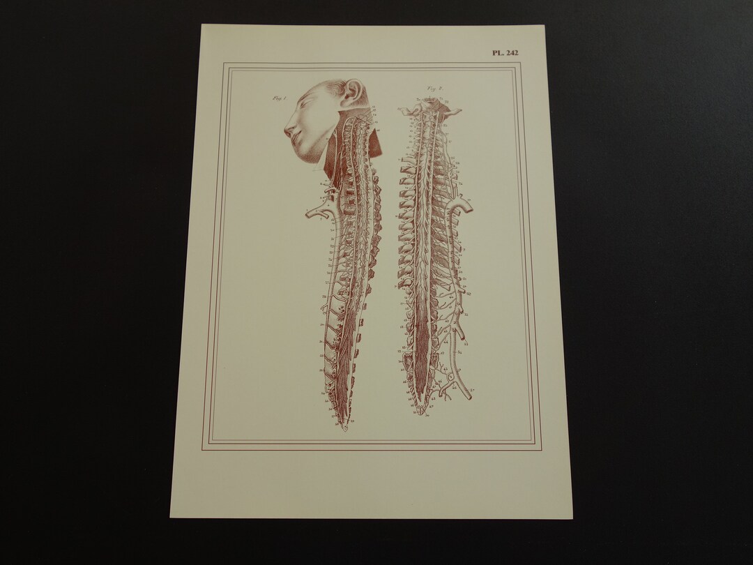 SPINE Anatomy Print Old Spinal Cord Illustration/pictures reprint of ...