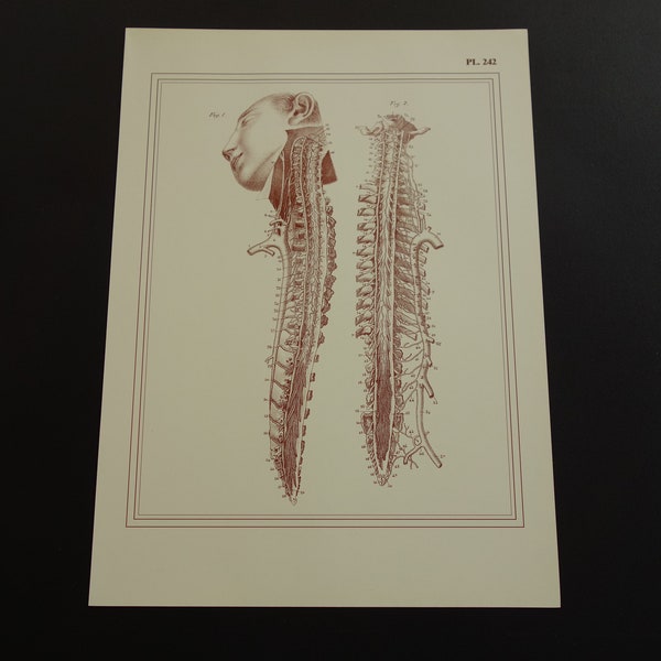 Spinal Cord Anatomy Poster - Etsy
