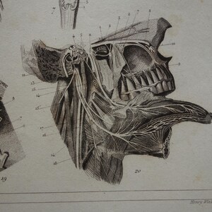 BRAIN Old Print 1849 Antique Anatomy Poster Vintage Pictures of Nervous ...