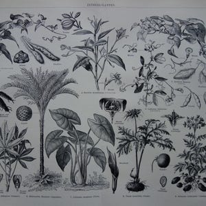 Puede incluir: Ilustración botánica vintage en blanco y negro que presenta diversas especies de plantas, incluyendo una palmera, hojas y flores. El dibujo detallado muestra diferentes partes de las plantas, como semillas y raíces.