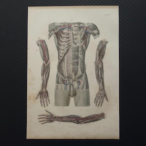 May include: Anatomy print depicting a detailed illustration of the human torso, arms, and hand, showcasing muscles, bones, and the vascular system. The print features a grayscale color palette with red and blue accents, offering a vintage aesthetic.