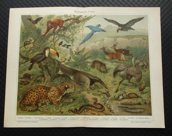 NEOTROPICAL ANIMALS Old fauna print 1929 vintage Dutch prints neotropic realm animal Toucan Anteater