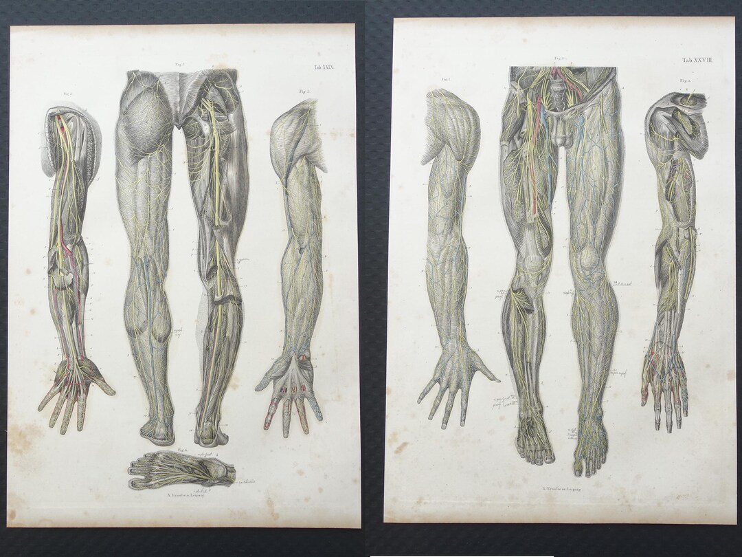 Old Anatomy Print Set of Nerves in Arms and Legs 1871 Original Antique ...