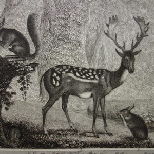 Stampa di oltre 175 anni di un cervo, illustrazione originale del 1849 di cervi e animali da fattoria - piccolo poster con stampe d'epoca