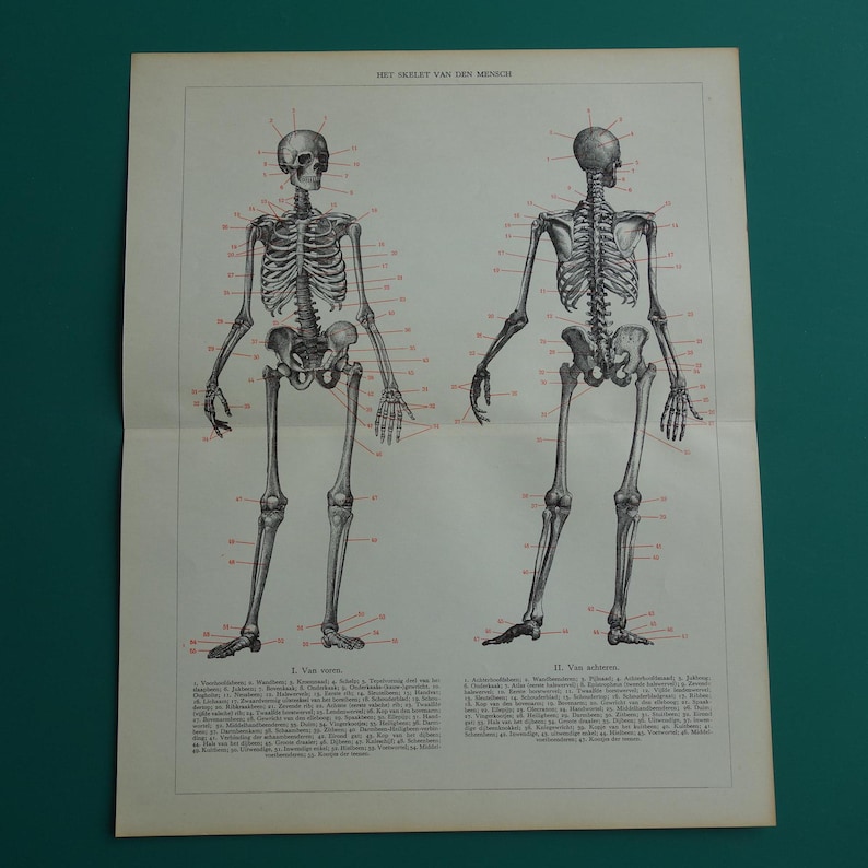 1938 SKELETON Anatomy Print - Original Vintage Dutch Anatomical ...