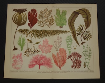 ALGAE old print with pictures of seaweed 1914 antique Dutch flora print of botany plate with flowers plants algen alg zeewier 25x31c 10x12"